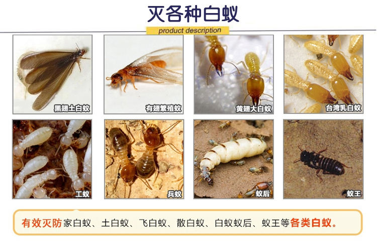 各种白蚁的种类图片